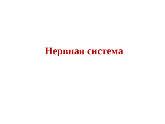 Нервная система 