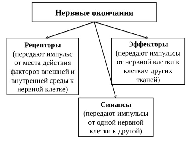 Нервные окончания Рецепторы (передают импульс от места действия факторов внешней и внутренней среды к нервной клетке) Эффекторы (передают импульсы от нервной клетки к клеткам других тканей) Синапсы (передают импульсы от одной нервной клетки к другой) 