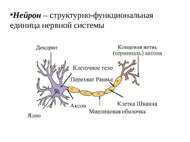 Нейрон – структурно-функциональная единица нервной системы 