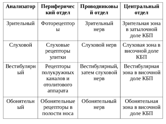 Анализатор Зрительный Периферический отдел Проводниковый отдел Фоторецепторы Слуховой Вестибулярный Зрительный нерв Центральный отдел Слуховые рецепторы улитки Обонятельный Рецепторы полукружных каналов и отолитового аппарата Слуховой нерв Зрительная зона в затылочной доле КБП Вестибулярный, затем слуховой нерв Слуховая зона в височной доле КБП Обонятельные рецепторы в полости носа Вестибулярная зона в височной доле КБП Обонятельный нерв Обонятельная зона в височной доле КБП 