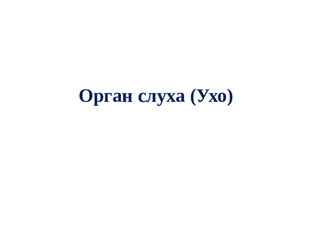 Орган слуха (Ухо) 