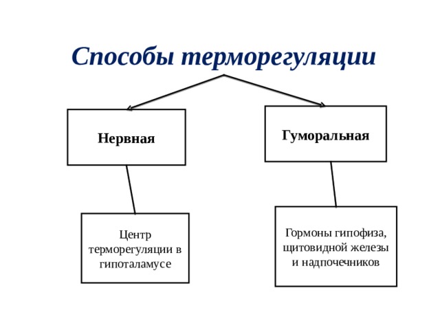 Способы терморегуляции Гуморальная Нервная Гормоны гипофиза, щитовидной железы и надпочечников Центр терморегуляции в гипоталамусе 