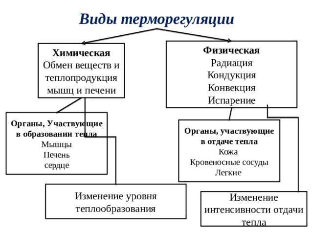 Виды терморегуляции  Физическая Радиация Кондукция Конвекция Испарение Химическая Обмен веществ и теплопродукция мышц и печени Органы, Участвующие в образовании тепла Мышцы Печень сердце Органы, участвующие в отдаче тепла Кожа Кровеносные сосуды Легкие Изменение уровня теплообразования Изменение интенсивности отдачи тепла 