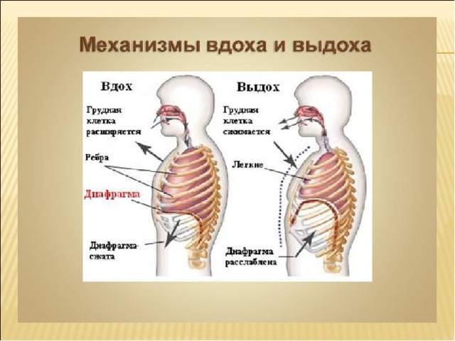 На рисунке изображен вдох и выдох человека определите на каком из рисунков