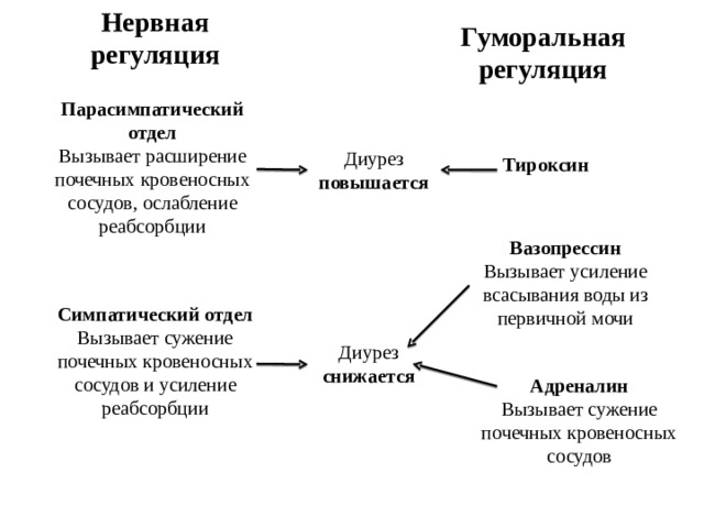 Нервная регуляция и гуморальная регуляция схема