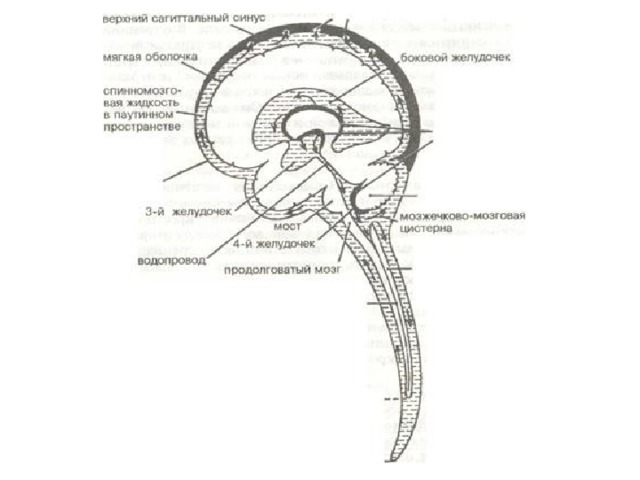 Схема оттока цереброспинальной жидкости