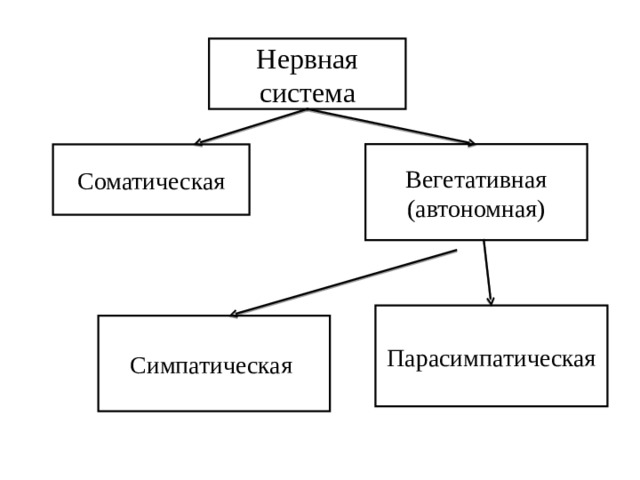 Соматическая нервная система схема. Соматический набор.