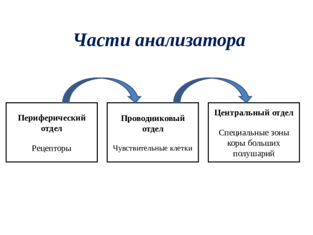 Части анализатора. Составные части анализатора. Функции частей анализатора. Части анализатора схема. Анализатор части анализатора.