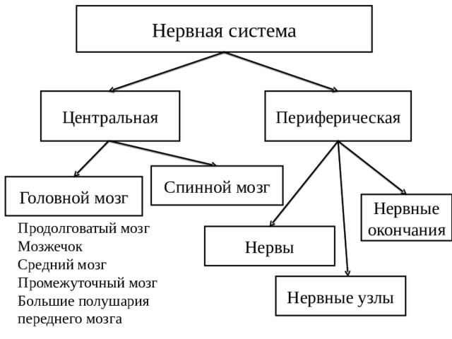 Самостоятельная работа по биологии нервная система