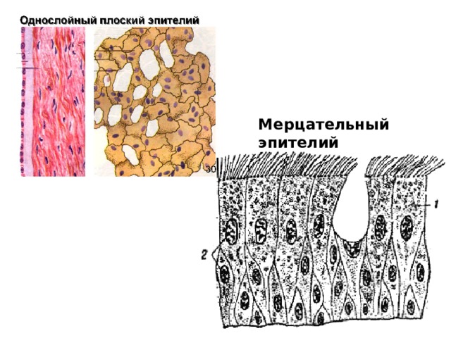 Стенки альвеол состоят из мерцательного эпителия