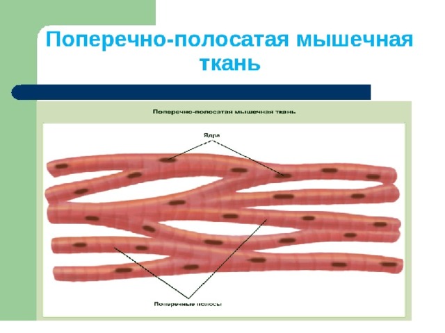 Рисунок сердечная ткань