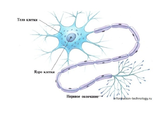 Какой буквой на рисунке обозначена клетка составляющая основу нервной ткани