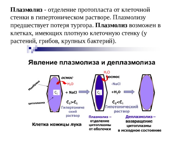 Плазмолиз и деплазмолиз презентация