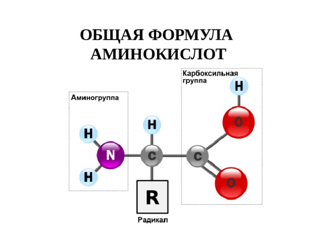 ОБЩАЯ ФОРМУЛА  АМИНОКИСЛОТ 