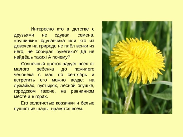 Текст описание про одуванчик. Рассказ про одуванчик. Сочинение про одуванчик. Легенда про одуванчик для детей. Сообщение о одуванчике.