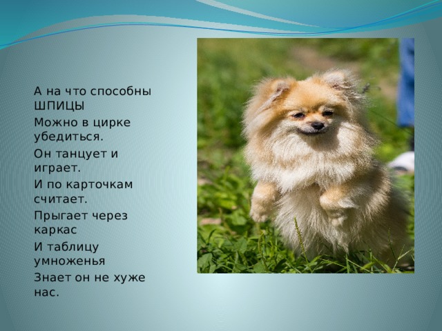 А на что способны ШПИЦЫ Можно в цирке убедиться. Он танцует и играет. И по карточкам считает. Прыгает через каркас И таблицу умноженья Знает он не хуже нас. 