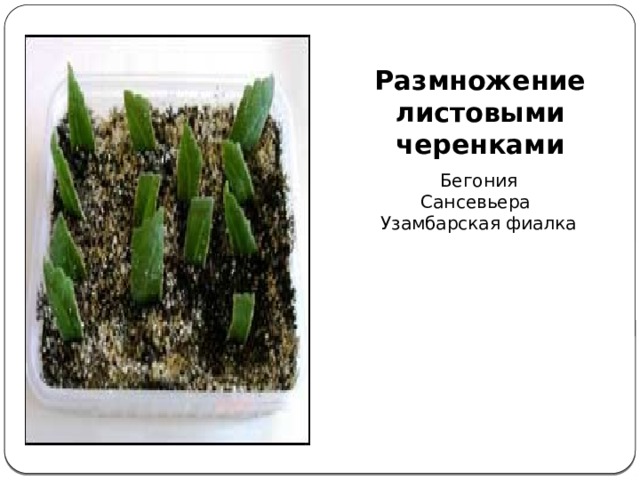 Размножение листовыми черенками  Бегония  Сансевьера  Узамбарская фиалка Глоксиния 