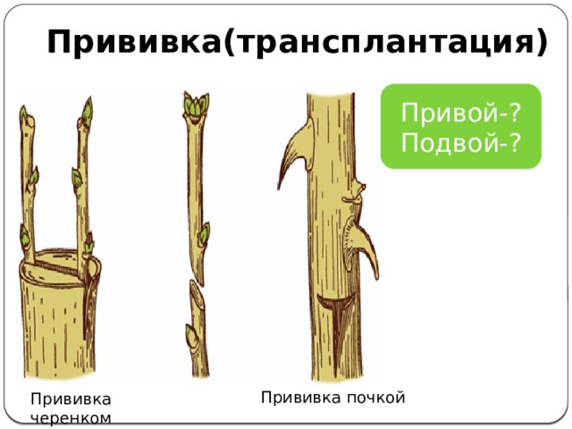 Прививка(трансплантация) Привой-? Подвой-? Слива Персик Вишня Абрикос Яблоня Прививка почкой Прививка черенком 