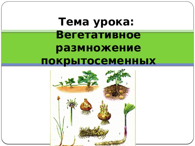 Тема урока:  Вегетативное размножение покрытосеменных растений 