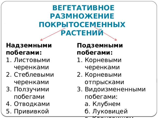 Биология 6 класс вегетативные