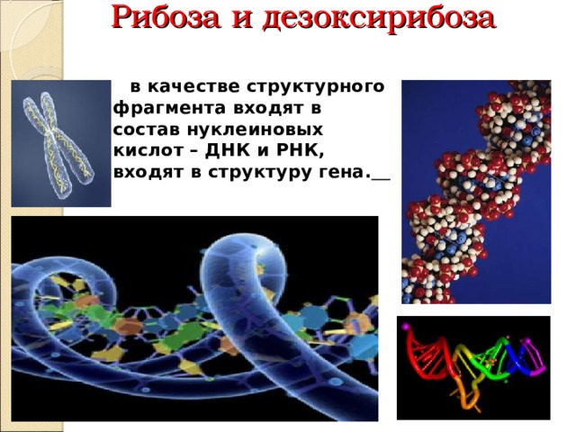 Рибоза и дезоксирибоза    в качестве структурного фрагмента входят в состав нуклеиновых кислот – ДНК и РНК, входят в структуру гена.  