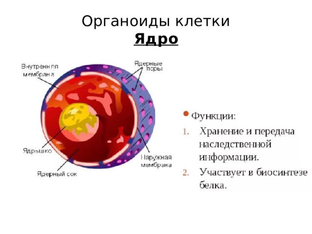 Органоиды клетки  Ядро 