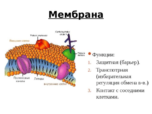 Мембрана 