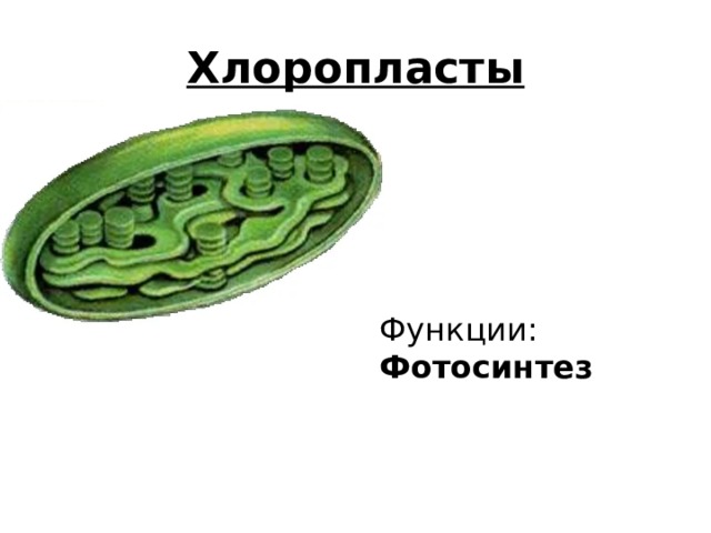 Хлоропласты Функции: Фотосинтез 