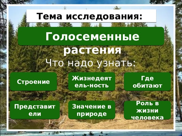 Тема исследования: Голосеменные растения Что надо узнать: Строение Жизнедеятель-ность Где обитают Представители Значение в природе Роль в жизни человека 