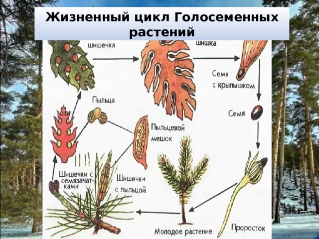 Жизненный цикл Голосеменных растений 