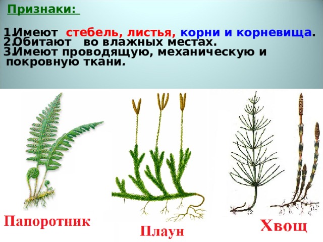 Мхи плауны хвощи и папоротники имеют сходство