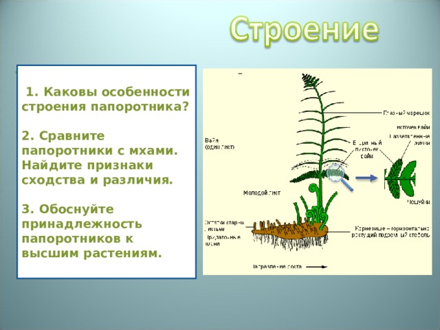 В отличие от папоротников