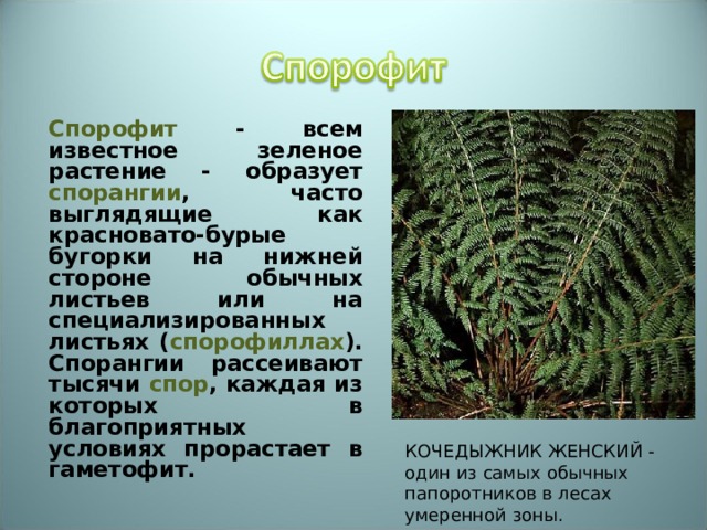 Бурые бугорки на нижней стороне листа папоротника