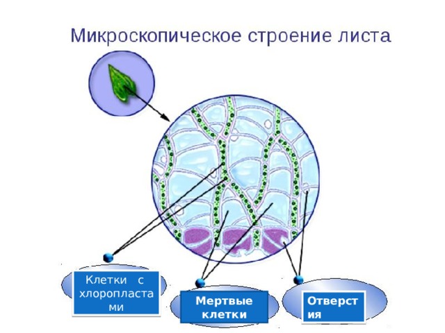Клетки с хлоропластами Мертвые клетки Отверстия 