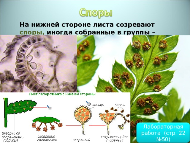  На нижней стороне листа созревают споры, иногда собранные в группы – сорусы.  Лабораторная работа (стр. 22 №50) 