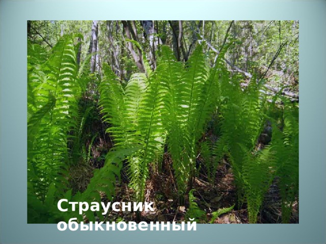 Страусник обыкновенный 