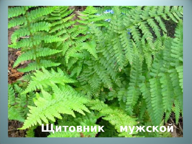 Щитовник мужской 