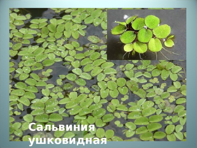 Сальвиния ушковидная 