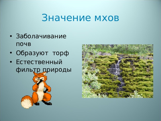 Значение мхов Заболачивание почв Образуют торф Естественный фильтр природы 