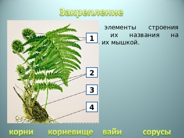 Определите основные элементы строения папоротника. Поместите их названия на правильные места, проверь их мышкой. 1 2 3 4 