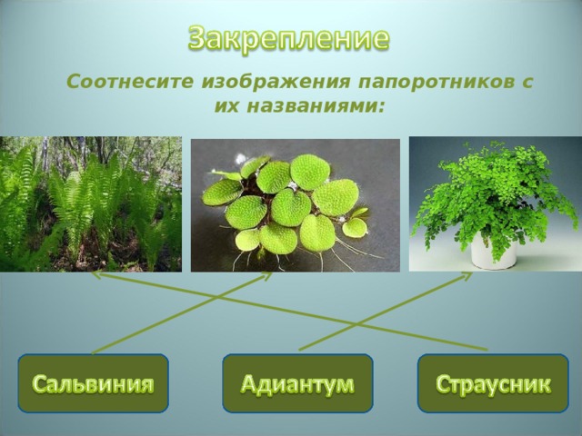  Соотнесите изображения папоротников с их названиями: 