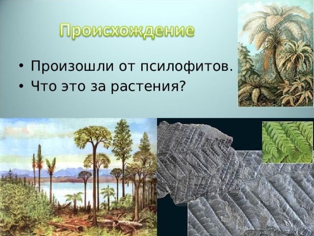 Произошли от псилофитов. Что это за растения? 