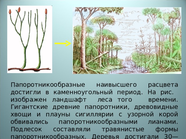 Папоротникообразные наивысшего расцвета достигли в каменноугольный период. На рис. изображен ландшафт леса того времени. Гигантские древние папоротники, древовидные хвощи и плауны сигиллярии с узорной корой обвивались папоротникообразными лианами. Подлесок составляли травянистые формы папоротникообразных. Деревья достигали 30—4ом высоты и более 2 м толщины. 