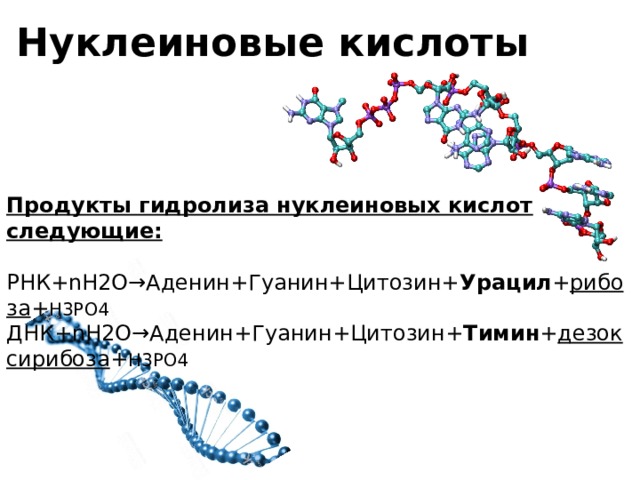 Нуклеиновые кислоты презентация 10 класс химия