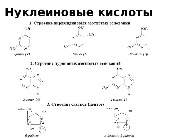 Нуклеиновые кислоты презентация 10 класс химия