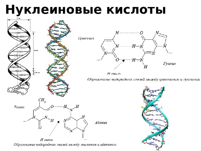 Нуклеиновые кислоты презентация 10 класс химия