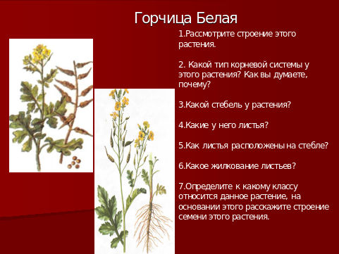 Строение цветка горчицы полевой таблица