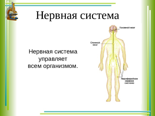 Организм человека 3 класс окружающий мир презентация