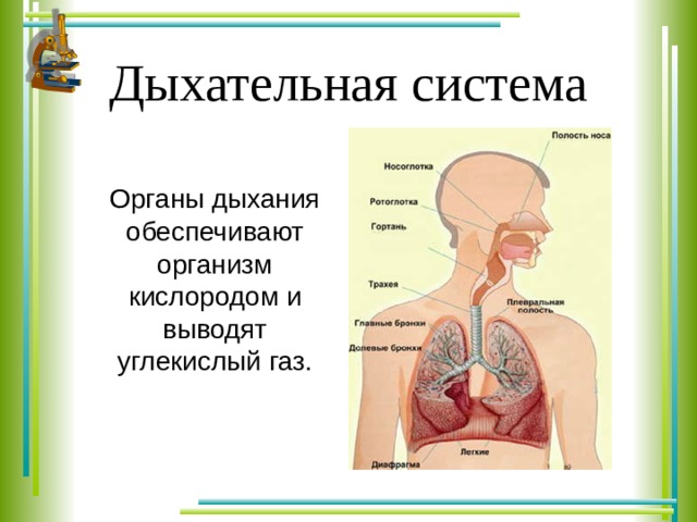 Дыхательная система Органы дыхания обеспечивают организм кислородом и выводят углекислый газ. 