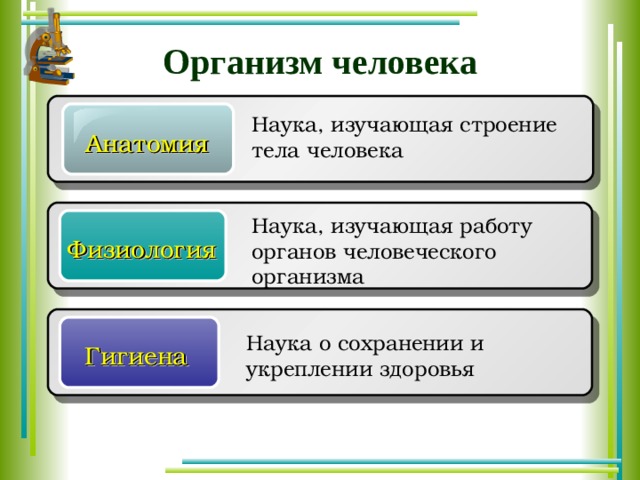 Организм человека 3 класс окружающий мир презентация